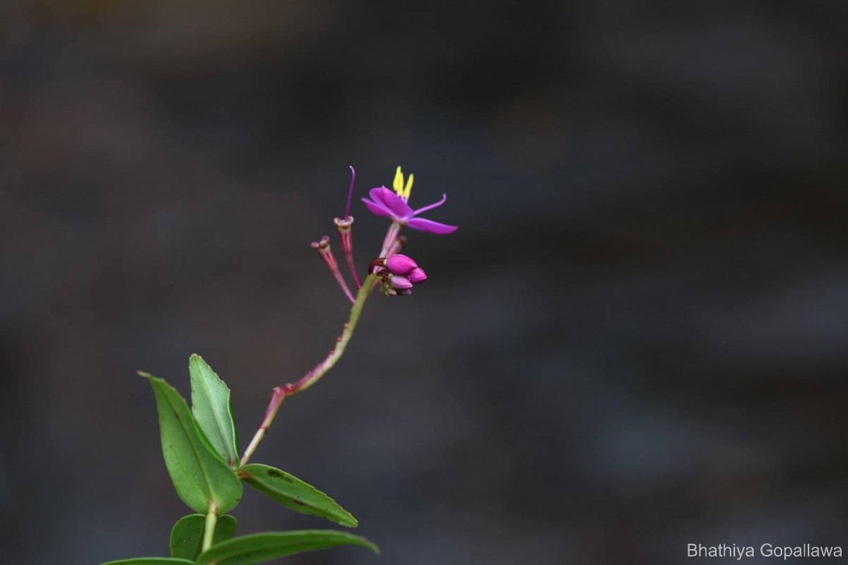 Sonerila lanceolata Thwaites